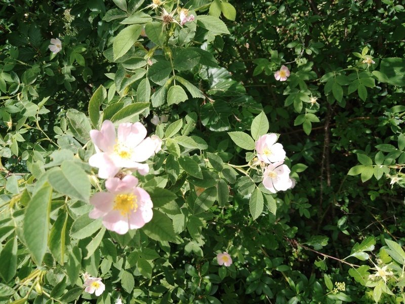 Im Zeichen der wilden Rose - freier Tanz und Rituelles Tanzen, Medizin- und Kreist�nze in Freiburg