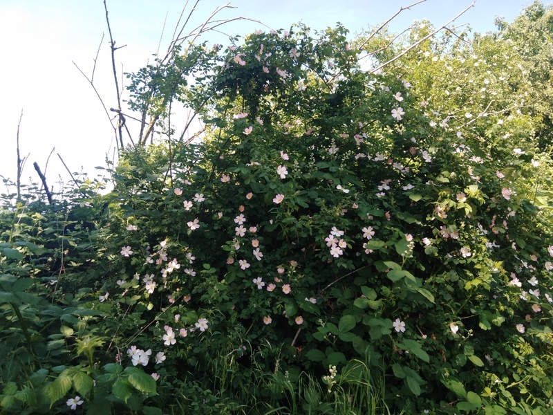 Freier Tanz und Rituelles Tanzen, Medizin- und Kreist�nze in Freiburg