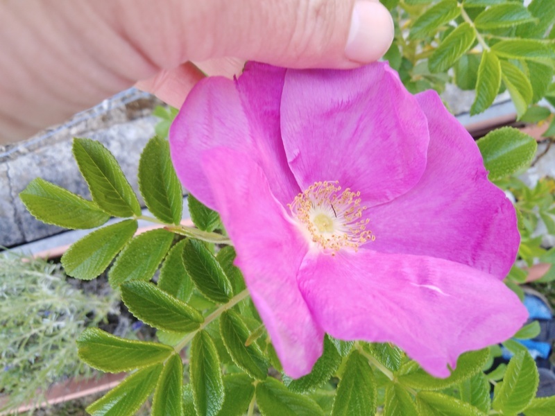 Auch die Rose hat Samen, hier habe ich sie direkt aus dem Samen heraus zum Bl�hen gebracht.