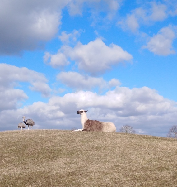 Die Schule befindet sich nahe dem Naturschutzgebiet und nahe dem Mundenhof im Westen der Stadt