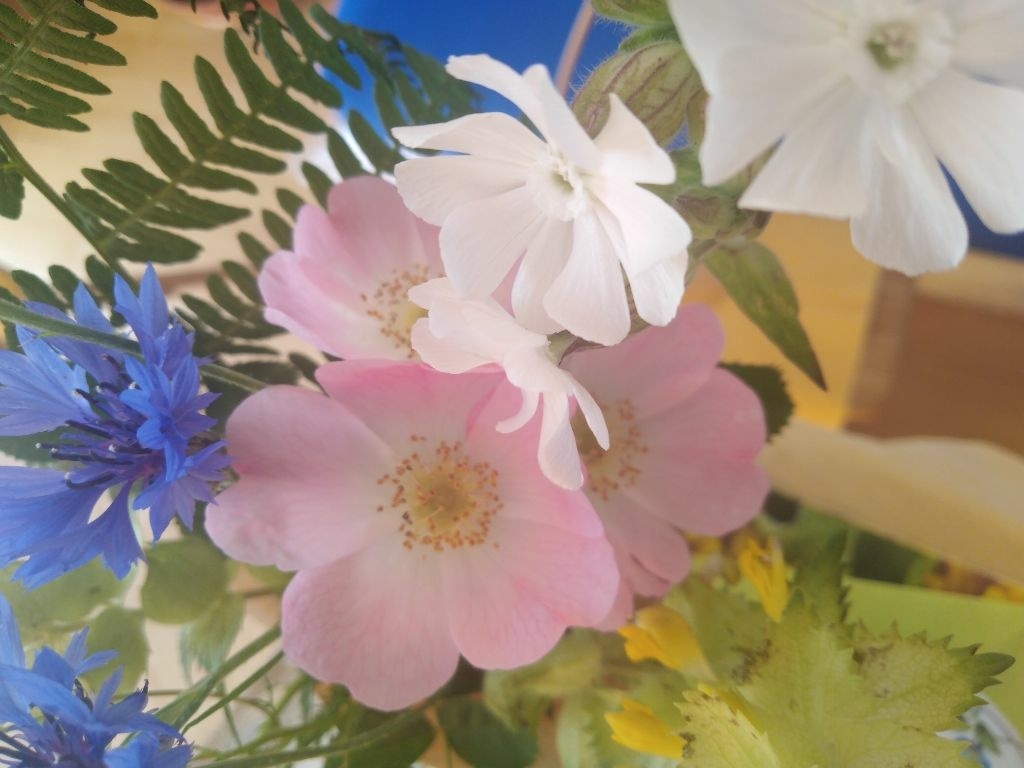 Lichtblumen