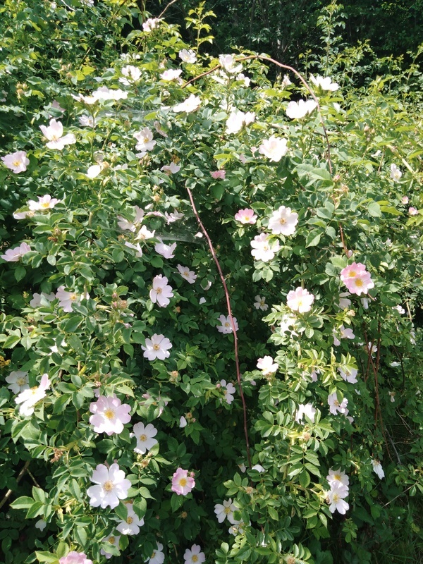 Rosenstrauch