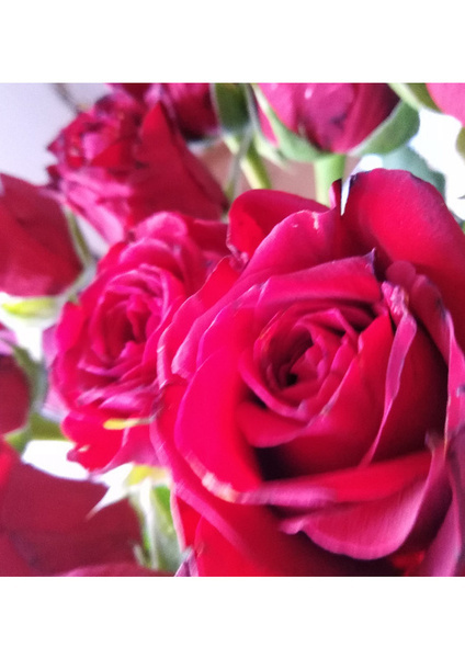 Rote Rosen, diese Blumen hat Katrin am allerliebsten in der Kreistanzmitte Rote Rosen, diese Blumen hat Katrin am allerliebsten in der Kreistanzmitte